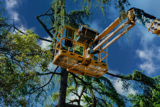 Trusted Lake Mary, FL Tree Removal and Landscaping Services Experts